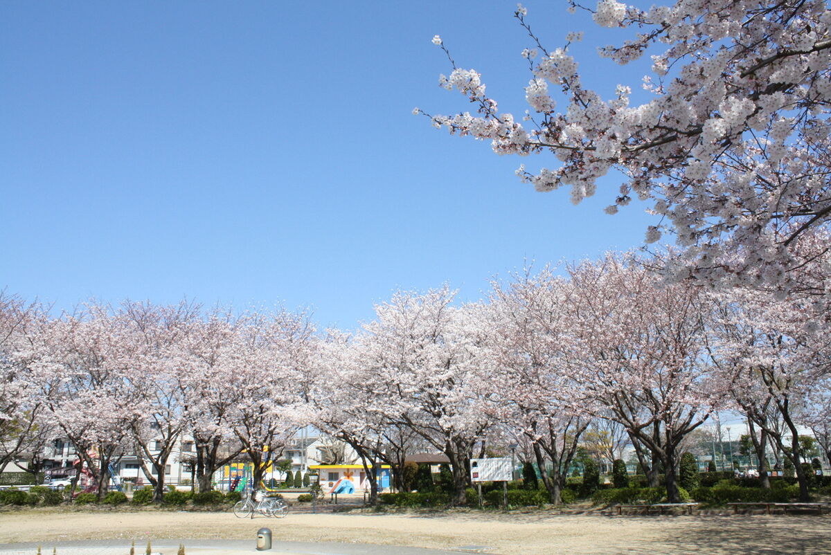 小坂井中央公園の桜