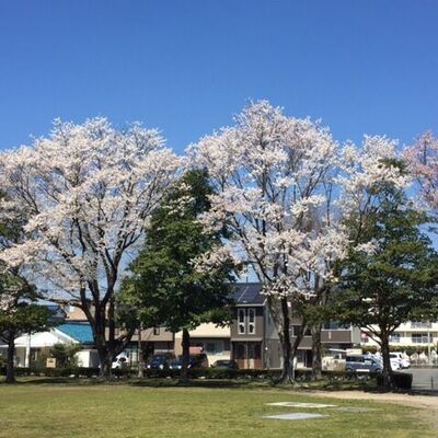 桜ヶ丘公園の薄墨桜