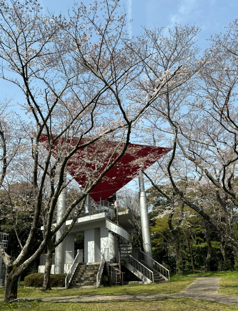 4月2日桜開花情報