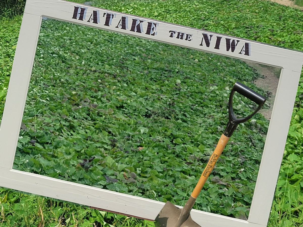 【９月１７日から毎週開催】Hatake the Niwa 〇〇狩りプロジェクト　【第二章】自然と共生する豊かな未来を次世代へ繋ぐ！さつま芋ほりとピザ作り体験